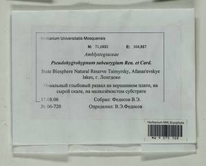 Pseudohygrohypnum subeugyrium (Renauld & Cardot) Ignatov & Ignatova, Bryophytes, Bryophytes - Krasnoyarsk Krai, Tyva & Khakassia (B17) (Russia)
