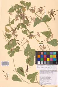Cynanchum acutum L., Eastern Europe, Lower Volga region (E9) (Russia)