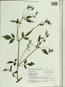 Bidens frondosa L., Eastern Europe, Central region (E4) (Russia)