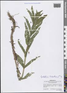 Epilobium hirsutum L., Eastern Europe, Lower Volga region (E9) (Russia)