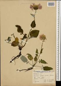 Psephellus abchasicus Albov, Caucasus, Abkhazia (K4a) (Abkhazia)