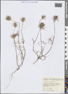 Daucus carota L., Western Europe (EUR) (Greece)
