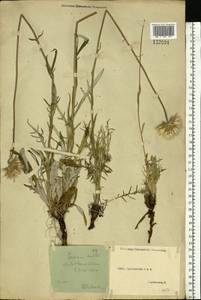 Jurinea mollis (L.) Rchb., Eastern Europe, Central forest-and-steppe region (E6) (Russia)