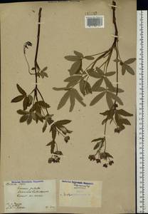 Comarum palustre L., Eastern Europe, North Ukrainian region (E11) (Ukraine)