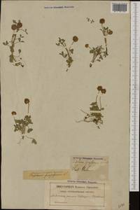 Trifolium fragiferum L., Western Europe (EUR) (Sweden)