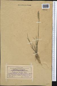 Polypogon fugax Nees ex Steud., Middle Asia, Western Tian Shan & Karatau (M3) (Kazakhstan)