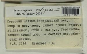 Sciuro -hypnum oedipodium (Mitt.) Ignatov & Huttunen, Bryophytes, Bryophytes - North Caucasus & Ciscaucasia (B12) (Russia)