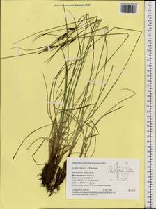 Carex nigra (L.) Reichard, Eastern Europe, Central region (E4) (Russia)