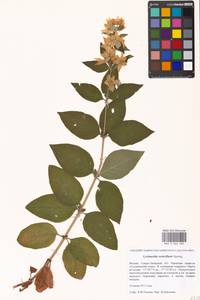 Lysimachia verticillaris Spreng., Eastern Europe, Moscow region (E4a) (Russia)