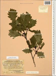 Quercus infectoria subsp. veneris (A.Kern.) Meikle, Caucasus, Azerbaijan (K6) (Azerbaijan)