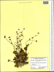 Potentilla ×prostrata Rottb., Siberia, Central Siberia (S3) (Russia)