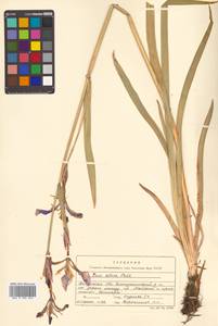 Iris setosa Pall. ex Link, Siberia, Russian Far East (S6) (Russia)