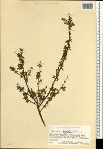 Spiraea aquilegifolia Pall., Mongolia (MONG) (Mongolia)