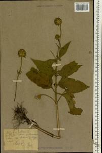 Dipsacus pilosus L., Eastern Europe, Central forest-and-steppe region (E6) (Russia)