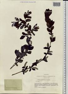 Salix kochiana Trautv., Siberia, Altai & Sayany Mountains (S2) (Russia)