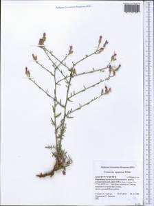 Centaurea virgata subsp. squarrosa (Willd.) Gugler, Middle Asia, Western Tian Shan & Karatau (M3) (Kyrgyzstan)
