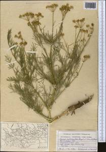 Prangos pabularia subsp. pabularia, Middle Asia, Western Tian Shan & Karatau (M3) (Tajikistan)