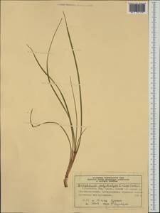 Eriophorum angustifolium Honck., Western Europe (EUR) (Norway)