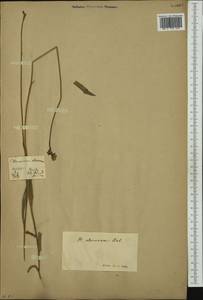 Pilosella piloselloides subsp. praealta (Gochnat) S. Bräut. & Greuter, Western Europe (EUR)