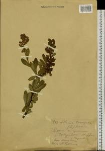 Sibiraea laevigata (L.) Maxim., Siberia, Western (Kazakhstan) Altai Mountains (S2a) (Kazakhstan)