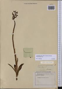 Anacamptis morio subsp. caucasica (K.Koch) H.Kretzschmar, Eccarius & H.Dietr., Caucasus, Stavropol Krai, Karachay-Cherkessia & Kabardino-Balkaria (K1b) (Russia)