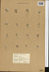 Dilophia salsa Thomson, Middle Asia, Northern & Central Tian Shan (M4) (Kyrgyzstan)