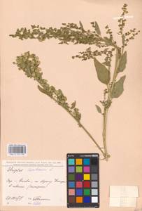 Atriplex hortensis L., Eastern Europe, North Ukrainian region (E11) (Ukraine)