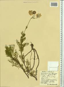 Lomelosia isetensis (L.) Soják, Eastern Europe, Middle Volga region (E8) (Russia)
