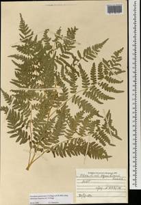 Pteridium aquilinum (L.) Kuhn, Mongolia (MONG) (Mongolia)