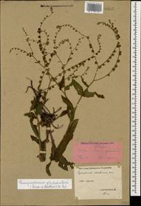 Paracynoglossum glochidiatum (Benth.) Valdés, Caucasus, Abkhazia (K4a) (Abkhazia)