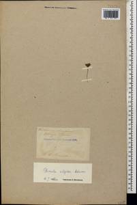 Primula algida Adams, Caucasus, Turkish Caucasus (NE Turkey) (K7) (Turkey)