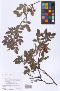 Rosa glauca Pourr., Eastern Europe, Central region (E4) (Russia)