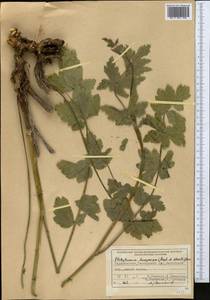 Semenovia dasycarpa (Regel & Schmalh.) Korovin ex Pimenov & V. N. Tikhom., Middle Asia, Pamir & Pamiro-Alai (M2) (Tajikistan)