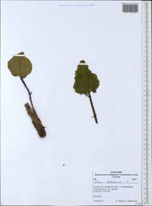 Rheum rhabarbarum L., Siberia, Western Siberia (S1) (Russia)
