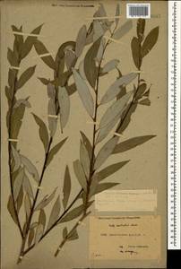 Salix excelsa J. F. Gmel., Caucasus, Dagestan (K2) (Russia)