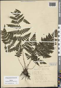 Dryopteris carthusiana (Vill.) H. P. Fuchs, Eastern Europe, Moscow region (E4a) (Russia)