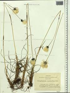 Eriophorum chamissonis C.A.Mey., Siberia, Altai & Sayany Mountains (S2) (Russia)