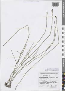 Equisetum ramosissimum Desf., Caucasus, Black Sea Shore (from Novorossiysk to Adler) (K3) (Russia)