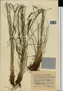 Carex nigra (L.) Reichard, Eastern Europe, North-Western region (E2) (Russia)