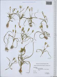Gagea reticulata (Pall.) Schult. & Schult.f., Middle Asia, Kopet Dag, Badkhyz, Small & Great Balkhan (M1) (Turkmenistan)
