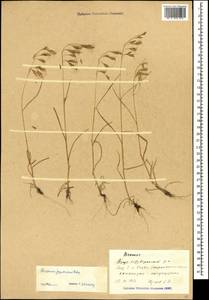 Bromus japonicus Houtt., Caucasus, Azerbaijan (K6) (Azerbaijan)