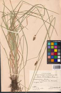 Carex divulsa Stokes, Eastern Europe, West Ukrainian region (E13) (Ukraine)