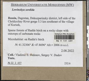Lewinskya sordida (Sull. & Lesq.) F. Lara, Garilleti & Goffinet, Bryophytes, Bryophytes - North Caucasus & Ciscaucasia (B12) (Russia)
