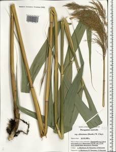 Phragmites australis subsp. isiacus (Arcang.) ined., Eastern Europe, Central forest-and-steppe region (E6) (Russia)