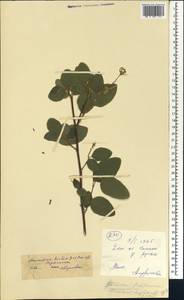 Desmodium hirtum Guill. & Perr., Africa (AFR) (Mali)