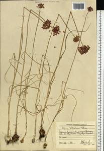 Allium rotundum L., Eastern Europe, North Ukrainian region (E11) (Ukraine)