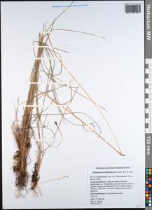 Eriophorum brachyantherum Trautv. & C.A.Mey., Siberia, Russian Far East (S6) (Russia)