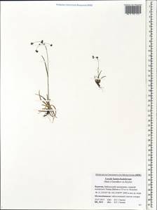 Luzula arcuata subsp. unalaschkensis (Buch.) Hultén, Siberia, Baikal & Transbaikal region (S4) (Russia)