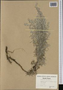 Artemisia maritima L., Western Europe (EUR) (Denmark)