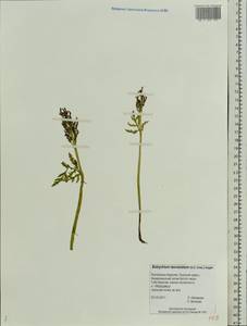 Botrychium lanceolatum (S. G. Gmel.) Ångstr., Eastern Europe, Northern region (E1) (Russia)
